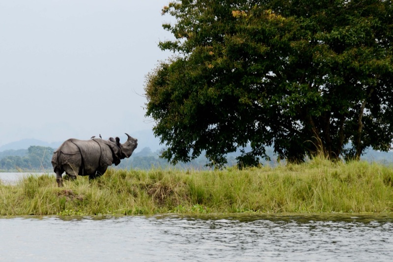 Indian one-horned rhinoceros in Kaziranga National Park, Assam — best visited November to April when the park is open