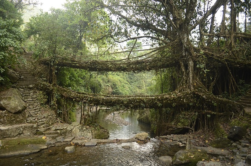 Double Decker Living Root Bridge in Meghalaya — one of the most unique natural wonders in Northeast India