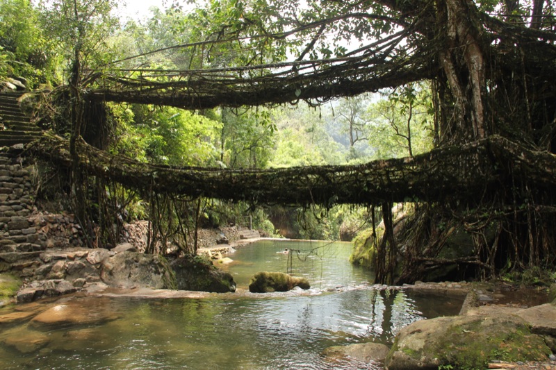 Living Root Bridge trek in Meghalaya — many of northeast India's best experiences like this are free or very affordable