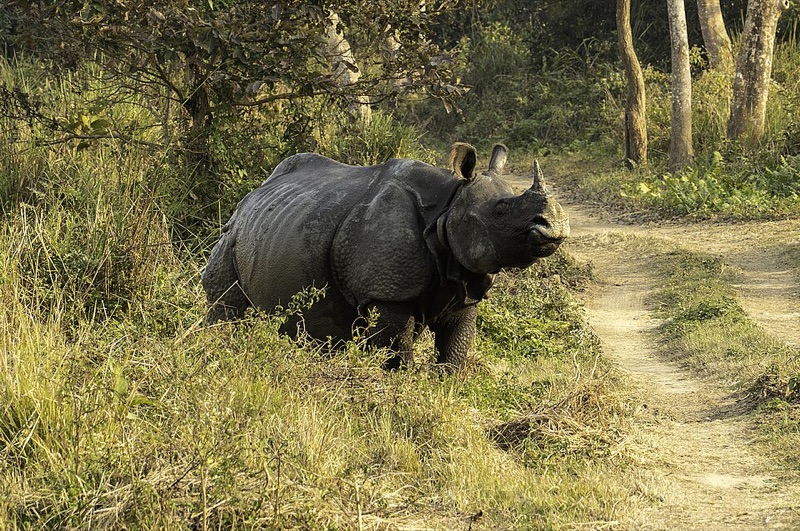 One-horned rhino in tall grassland at Kaziranga National Park
