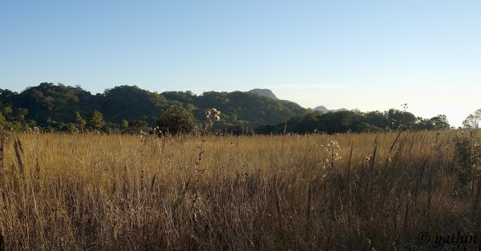 Phawngpui Blue Mountain, the highest peak in Mizoram