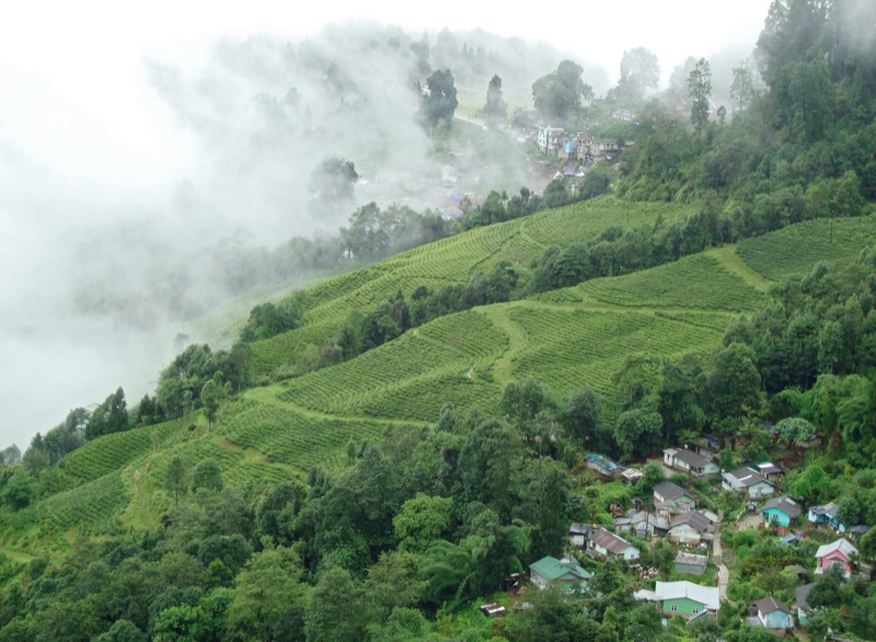 Darjeeling tea gardens near Sikkim — local food and chai across northeast India costs ₹300-600 per day on a budget